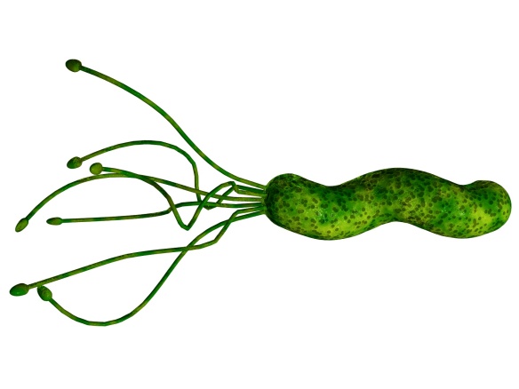 Say hello to Mr Helicobacter pylory! He is a curved rod with a bunch of flagellae. He likes to live in your stomach.