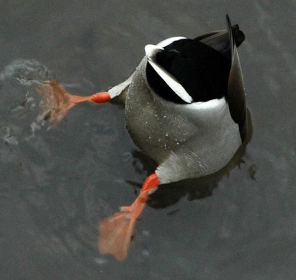 Ever wondered how a duck's rear end smells?