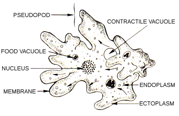 Anatomy of an amoeba (image by Pearson Scott Foresman, via Wikimedia Commons)