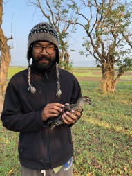 Sakib Ahmed from IUCN Bangladesh with a garganey that is about to be released with a 10g GSM/GPS logger. We hope it will reveal the migration pathway of garganeys wintering in Bangladesh.